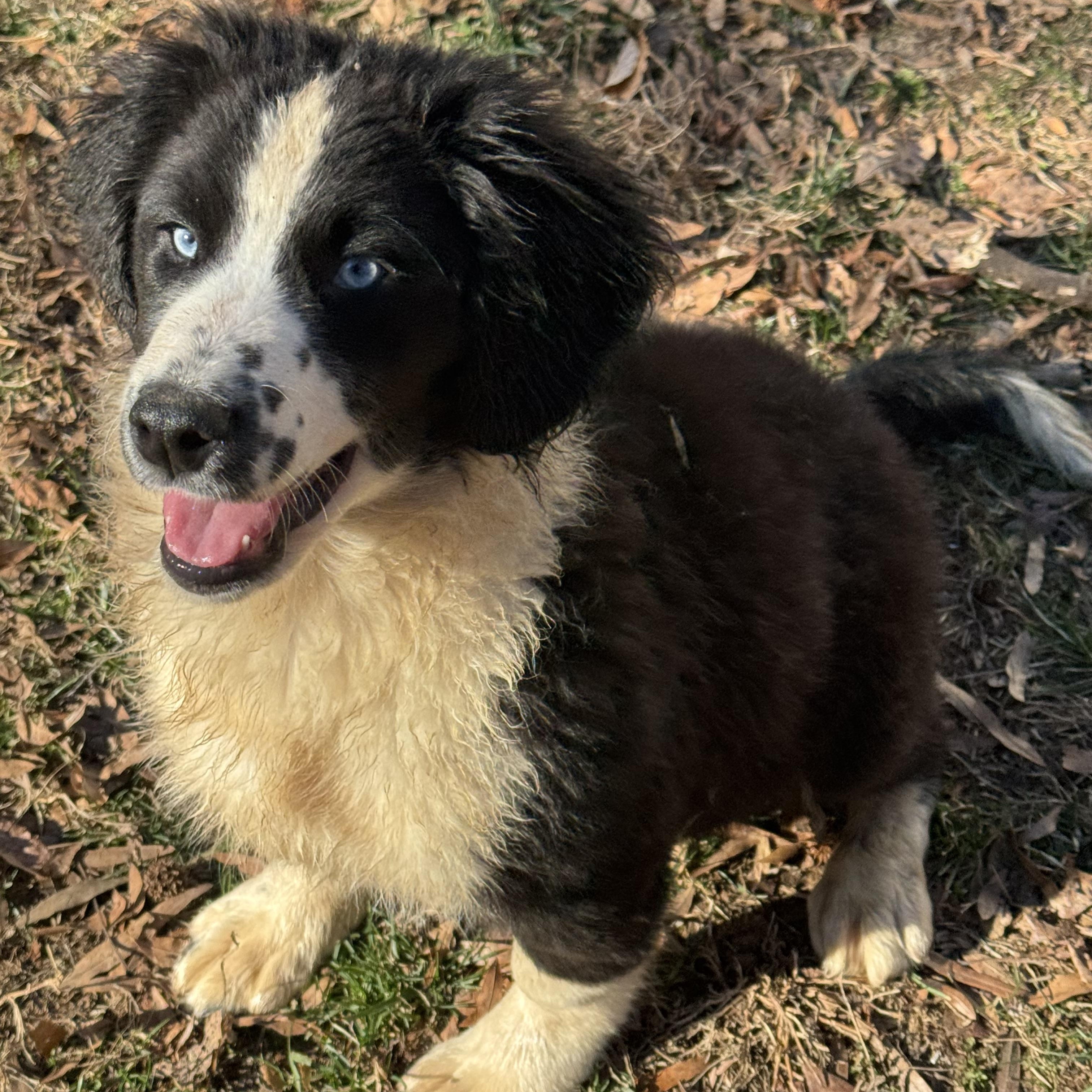 Princess , ADOPTABLE, Puppy Female Border Collie & Australian Shepherd.