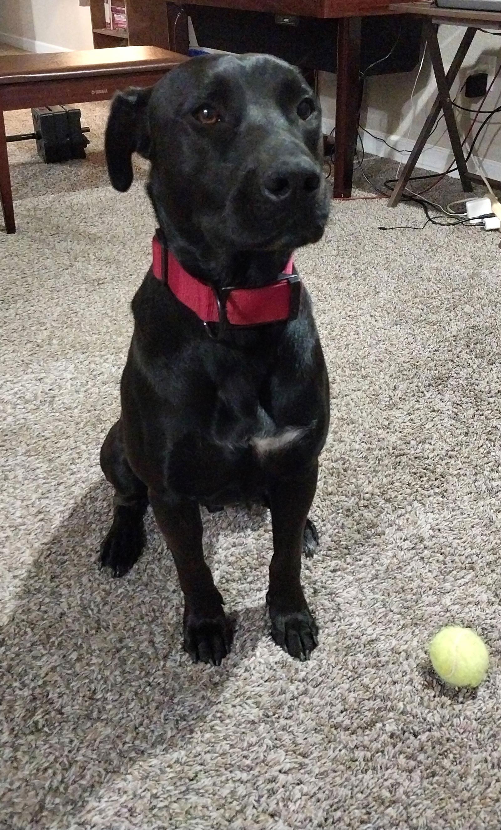 Enlarge Nikko *CL*, a Adoptable Labrador Retriever in Kansas City, MO image 2/3