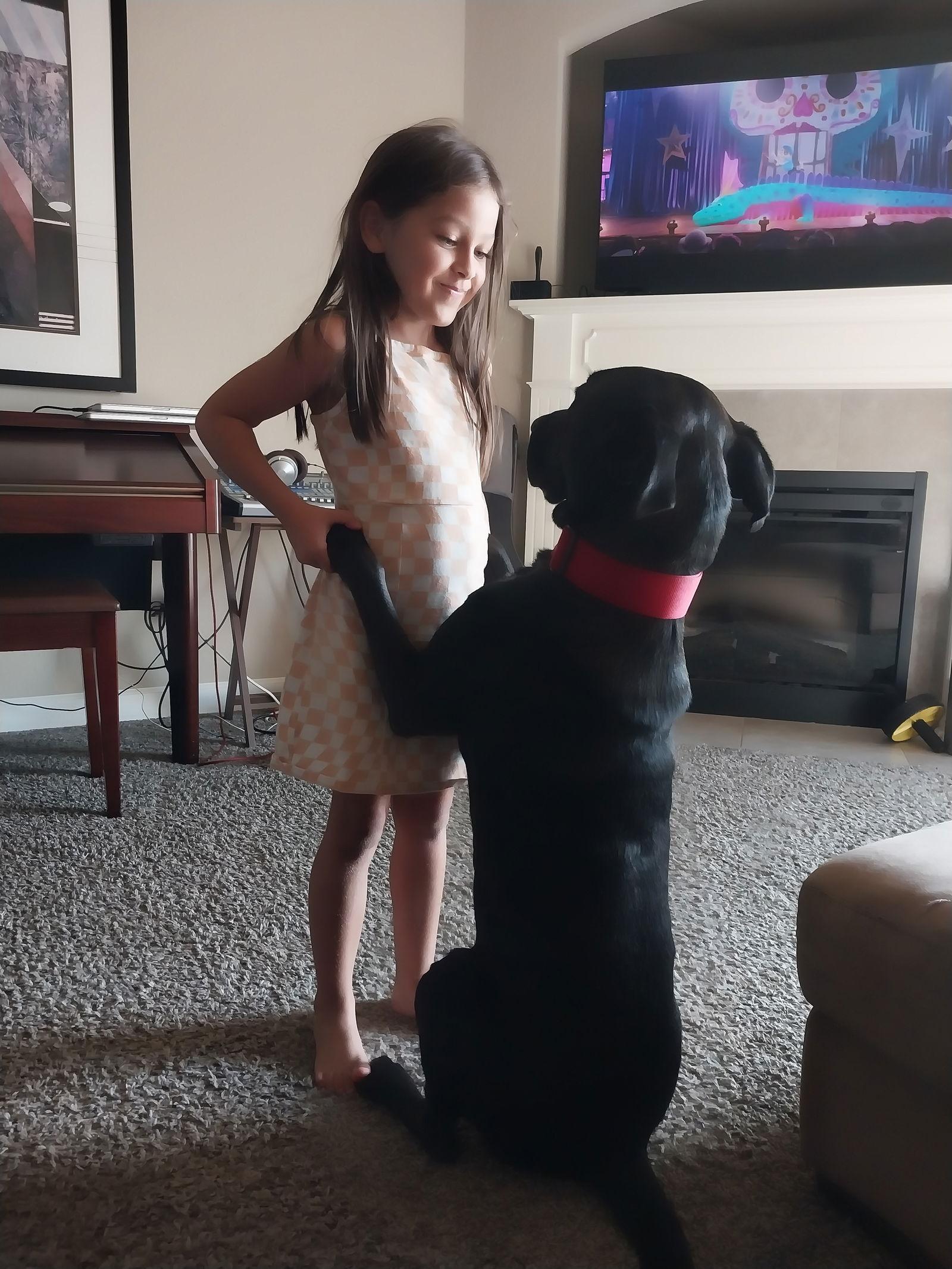 Enlarge Nikko *CL*, a Adoptable Labrador Retriever in Kansas City, MO image 3/3