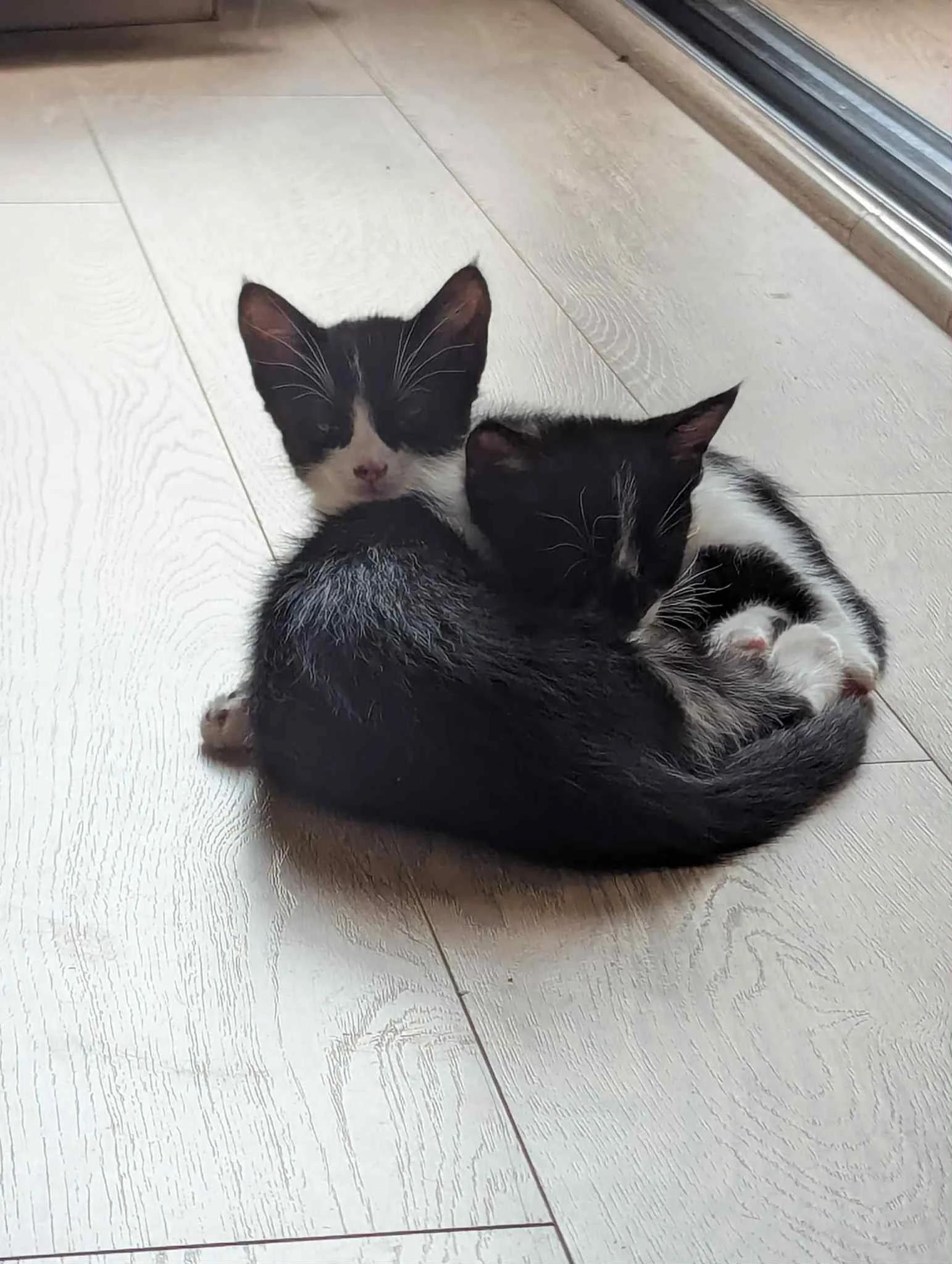 Pushka & Zoro