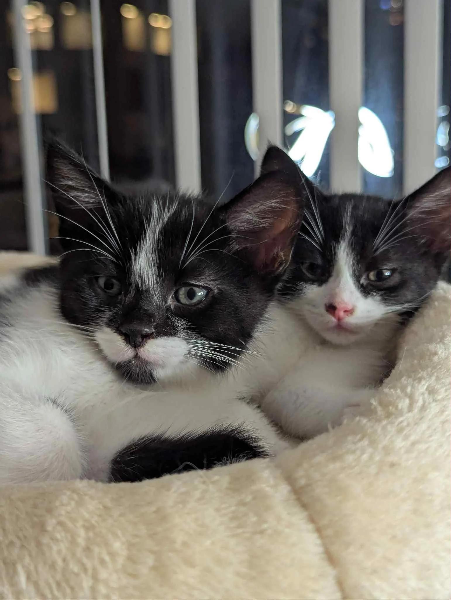 Pushka & Zoro