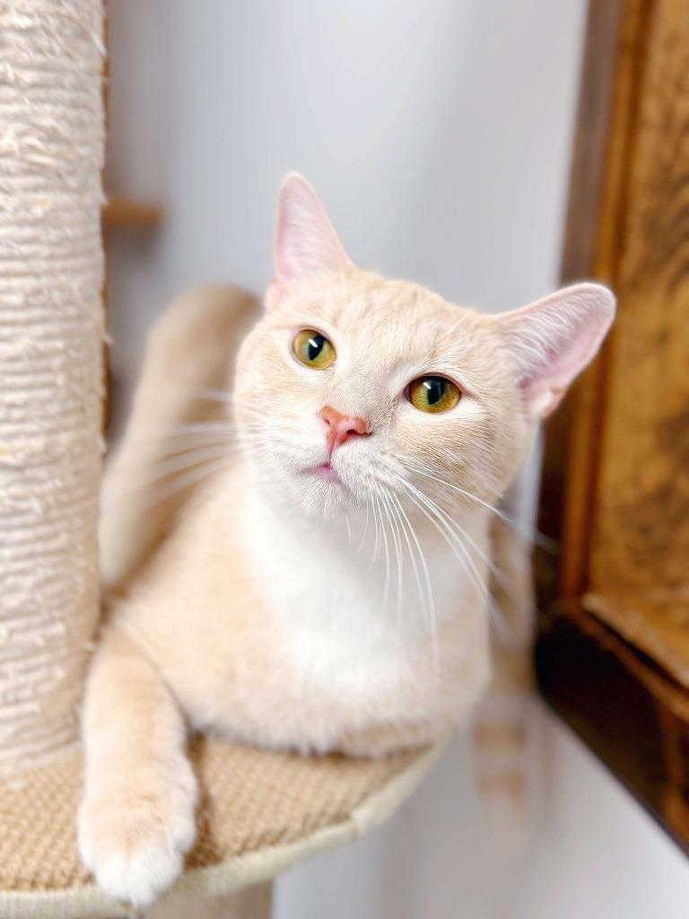 Enlarge Vanilla, a Adoptable mixed breed in Effingham, IL image 1/6