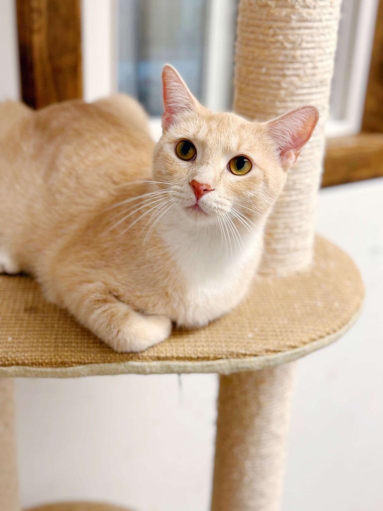 Enlarge Vanilla, a Adoptable mixed breed in Effingham, IL image 2/6