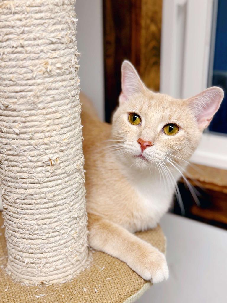 Enlarge Vanilla, a Adoptable mixed breed in Effingham, IL image 3/6