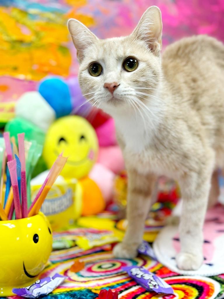 Enlarge Vanilla, a Adoptable mixed breed in Effingham, IL image 4/6