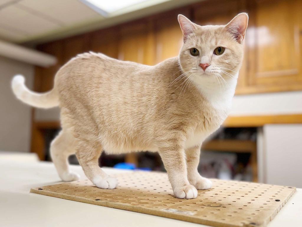 Enlarge Vanilla, a Adoptable mixed breed in Effingham, IL image 6/6