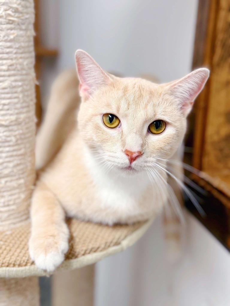 Vanilla, a Adoptable mixed breed in Effingham, IL image 4/6