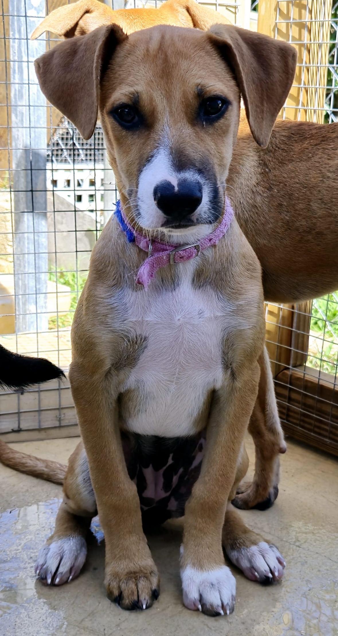 Shay, Adoptable, Puppy Female Boxer & Labrador Retriever.