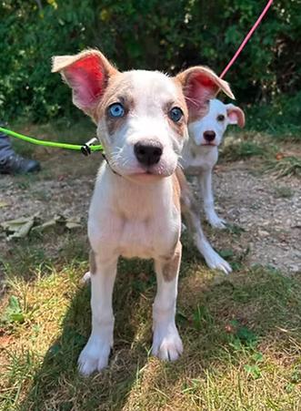 Klondike, Adopted, Young Male Mixed Breed.