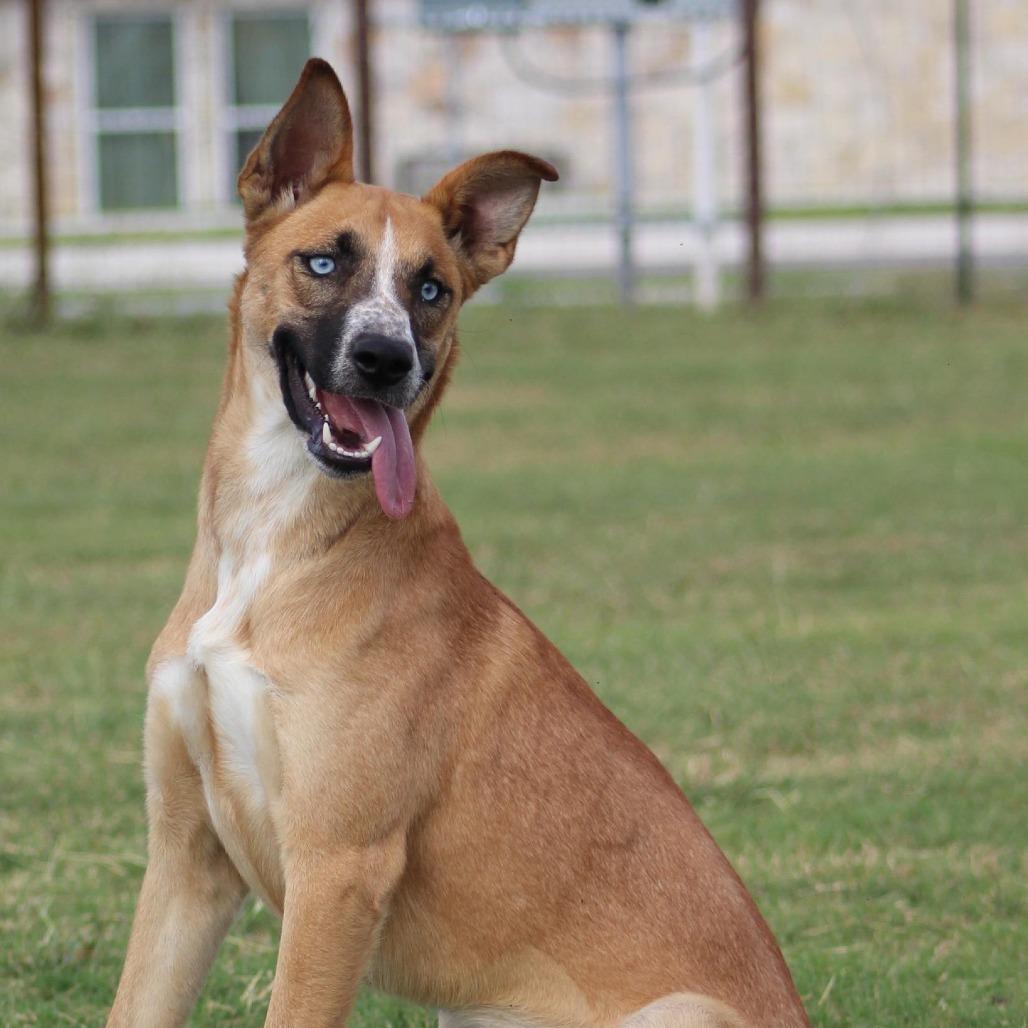 Kida Mae, Adoptable, Young Female Husky & Australian Cattle Dog / Blue Heeler.