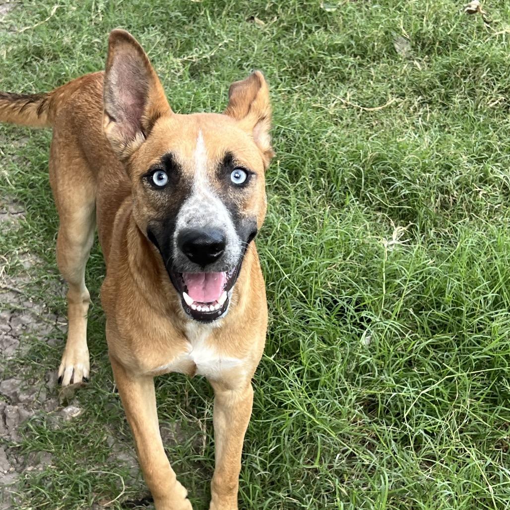 Enlarge Kida Mae, a Adoptable mixed breed in Temple, TX image 2/2