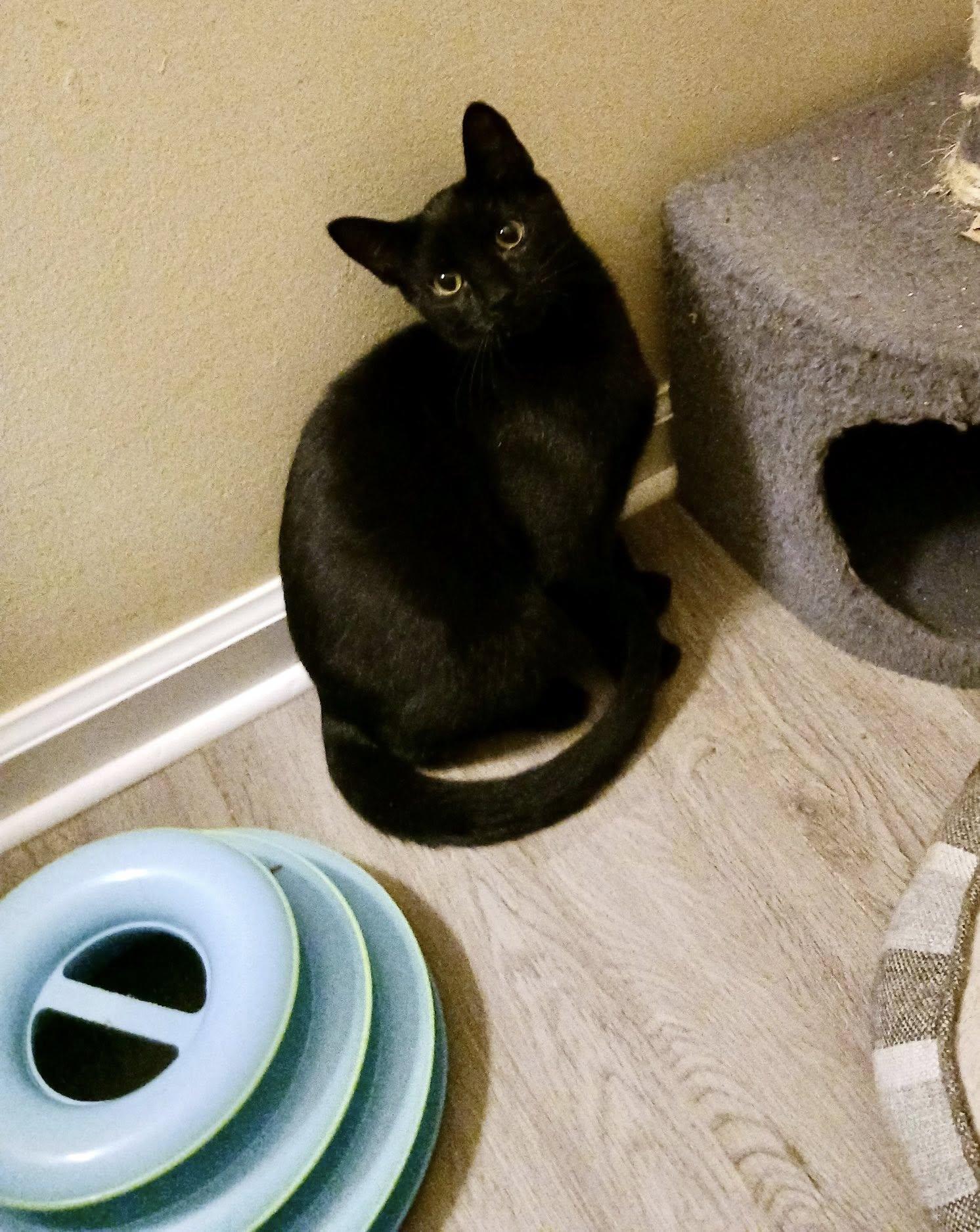 Princess, Adoptable, Young Female Domestic Long Hair.