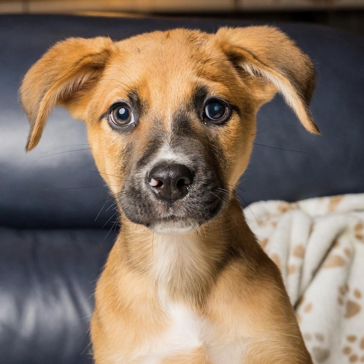 Enlarge Neagan, a Adopted mixed breed in Richmond, VA image 5/6