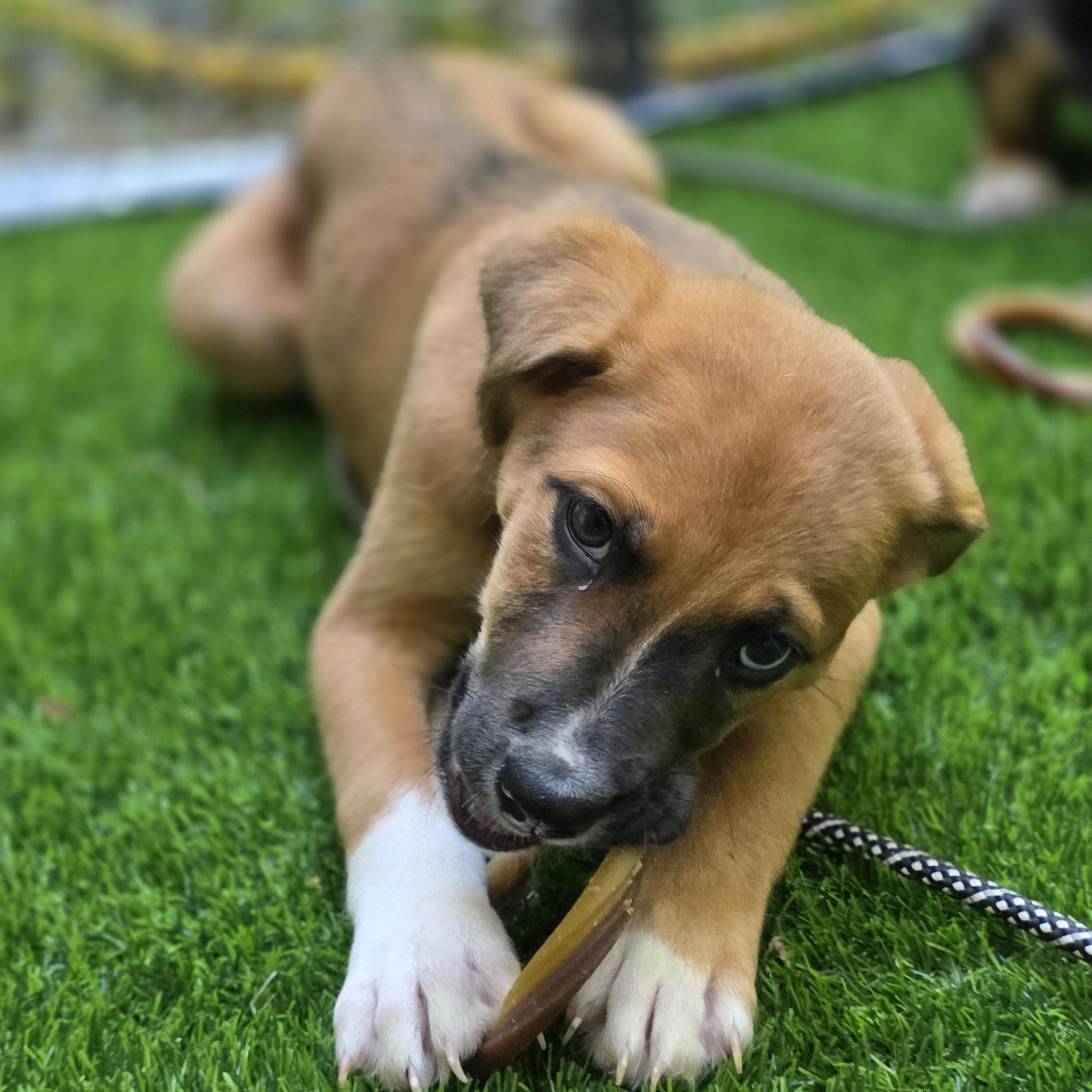 Enlarge Neagan, a Adopted mixed breed in Richmond, VA image 3/6