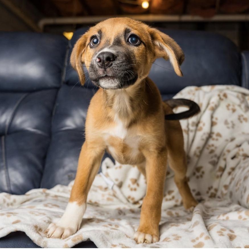 Enlarge Neagan, a Adopted mixed breed in Richmond, VA image 2/6