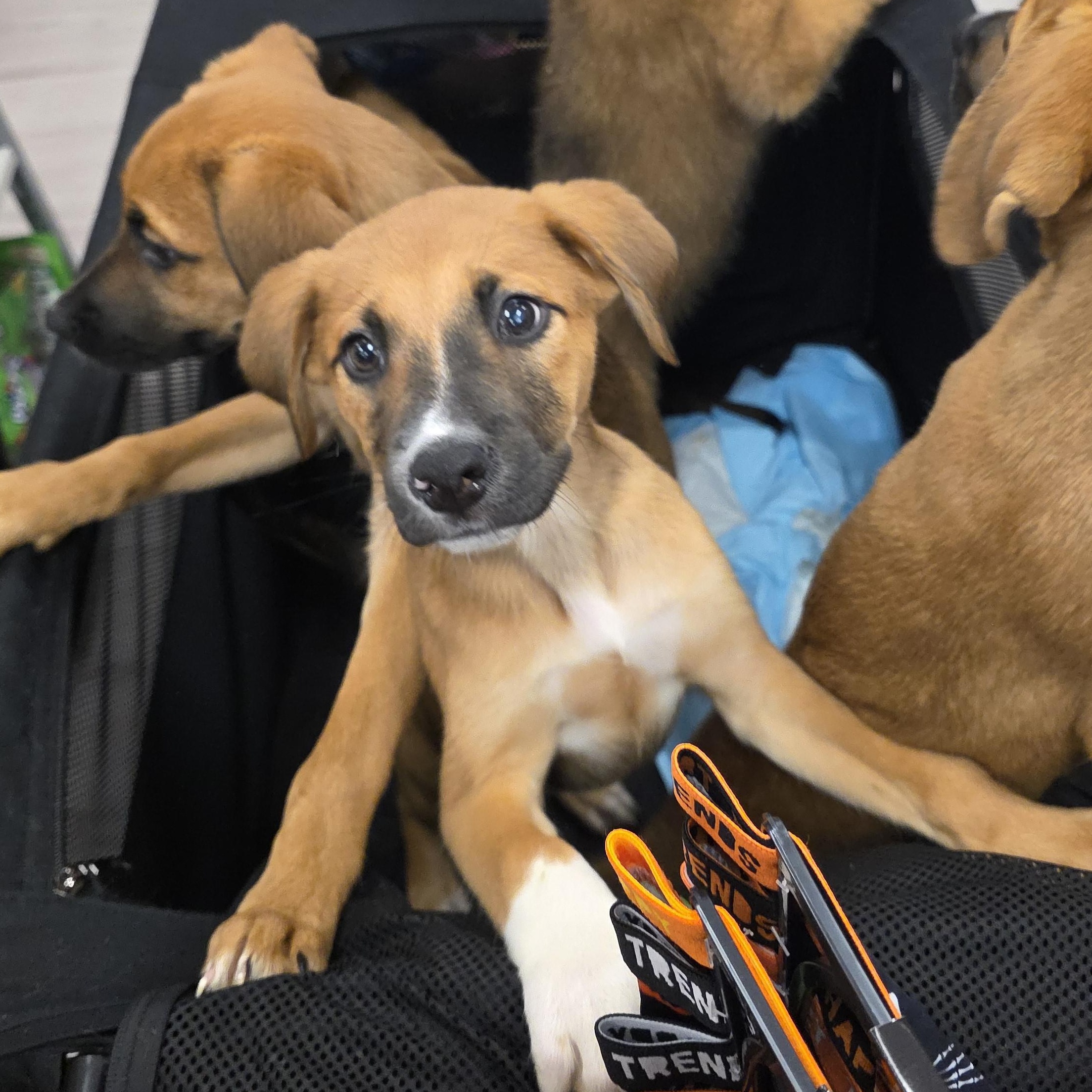 Enlarge Neagan, a Adopted mixed breed in Richmond, VA image 4/6