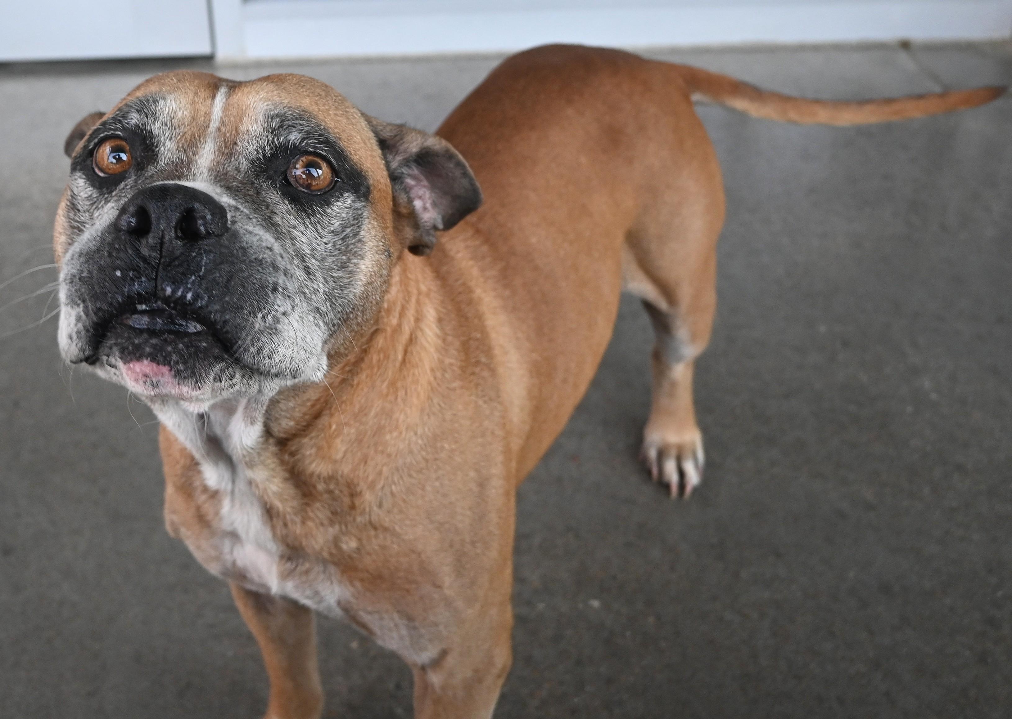 22618, ADOPTABLE, Senior Male Boxer.