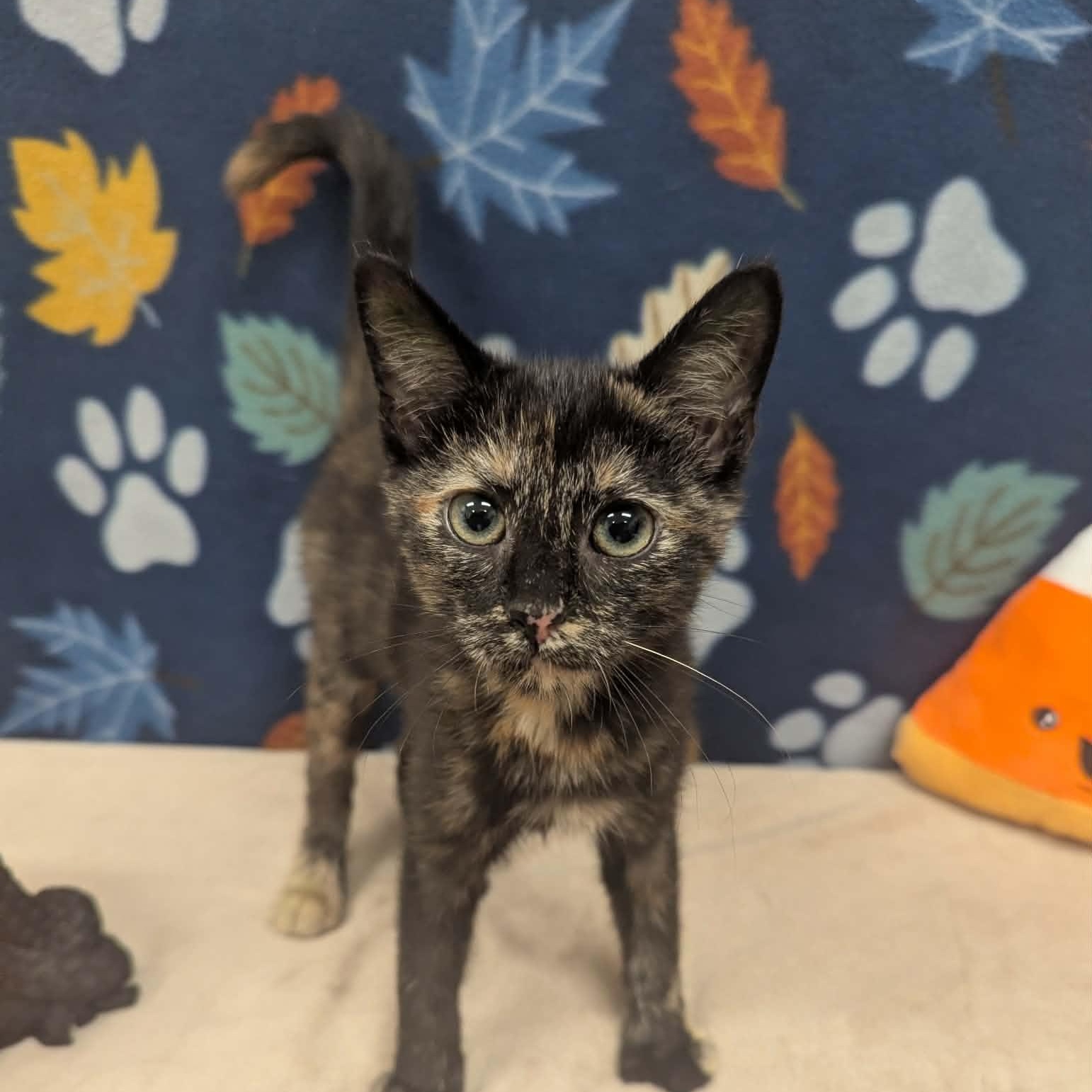 Splash, Adoptable, Kitten Female Domestic Short Hair.