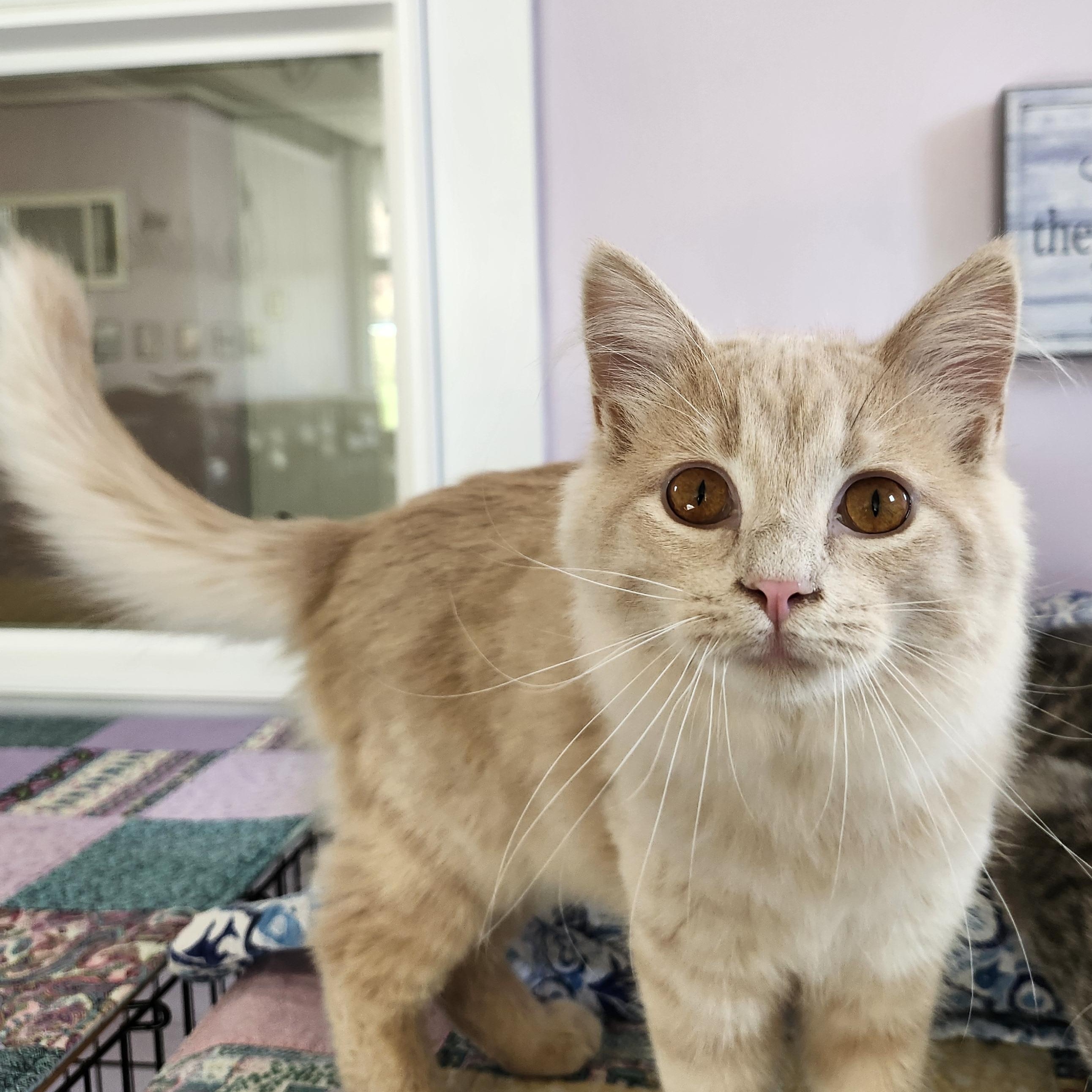 Enlarge Gryffin, an adopted mixed breed in Wild Rose, WI image 5/5