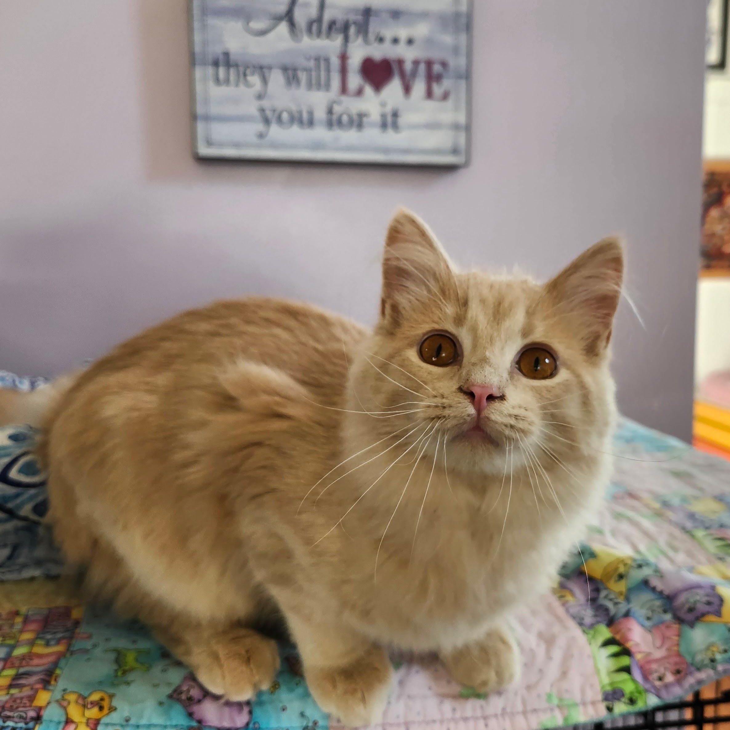 Enlarge Gryffin, an adopted mixed breed in Wild Rose, WI image 1/5