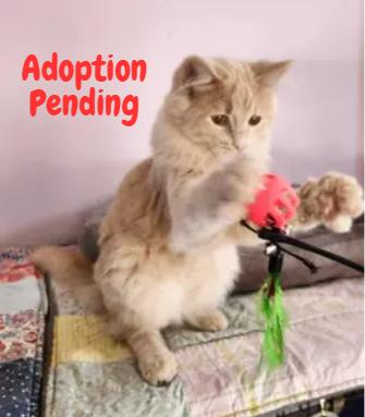 Enlarge Gryffin, an adopted mixed breed in Wild Rose, WI image 2/5