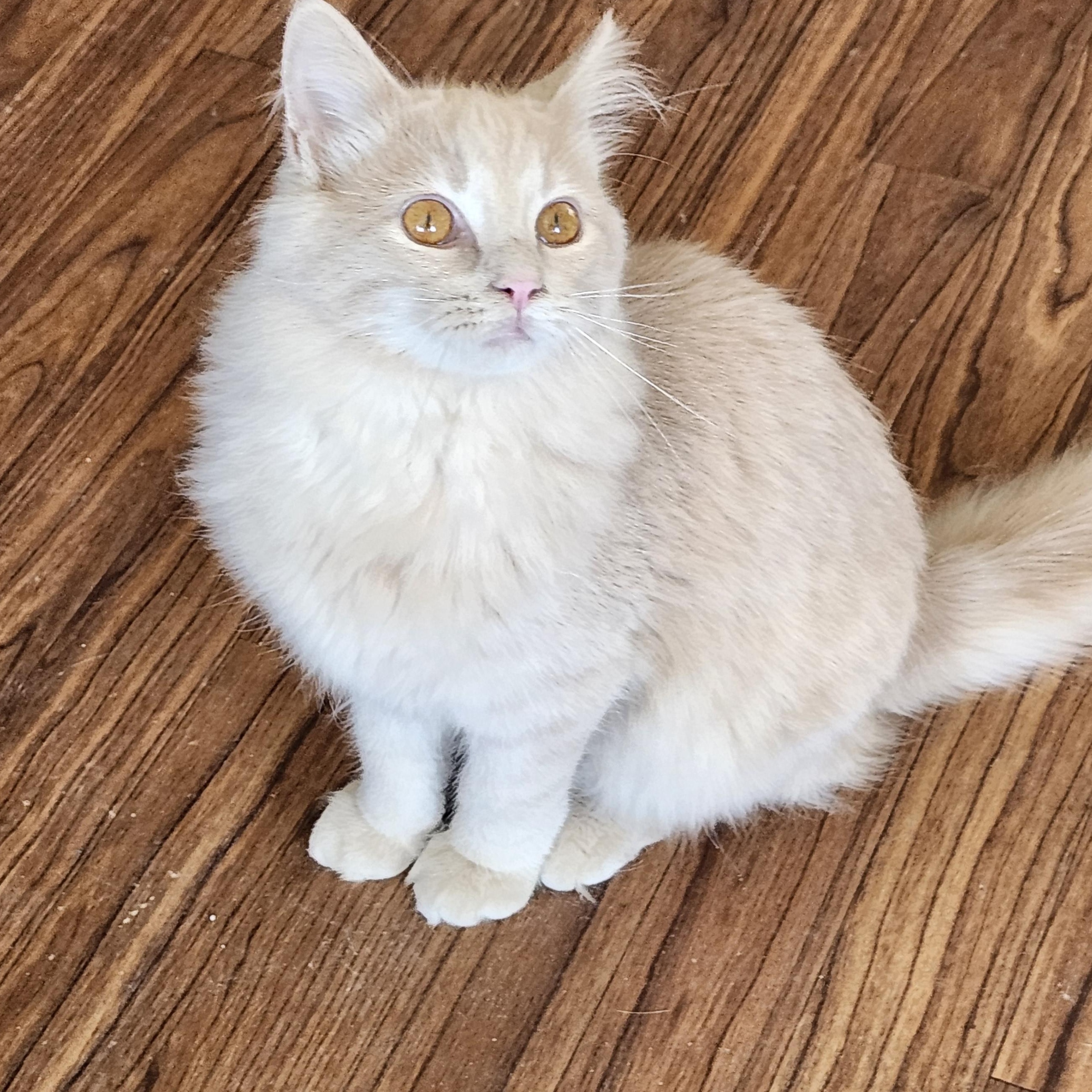 Enlarge Gryffin, an adopted mixed breed in Wild Rose, WI image 3/5