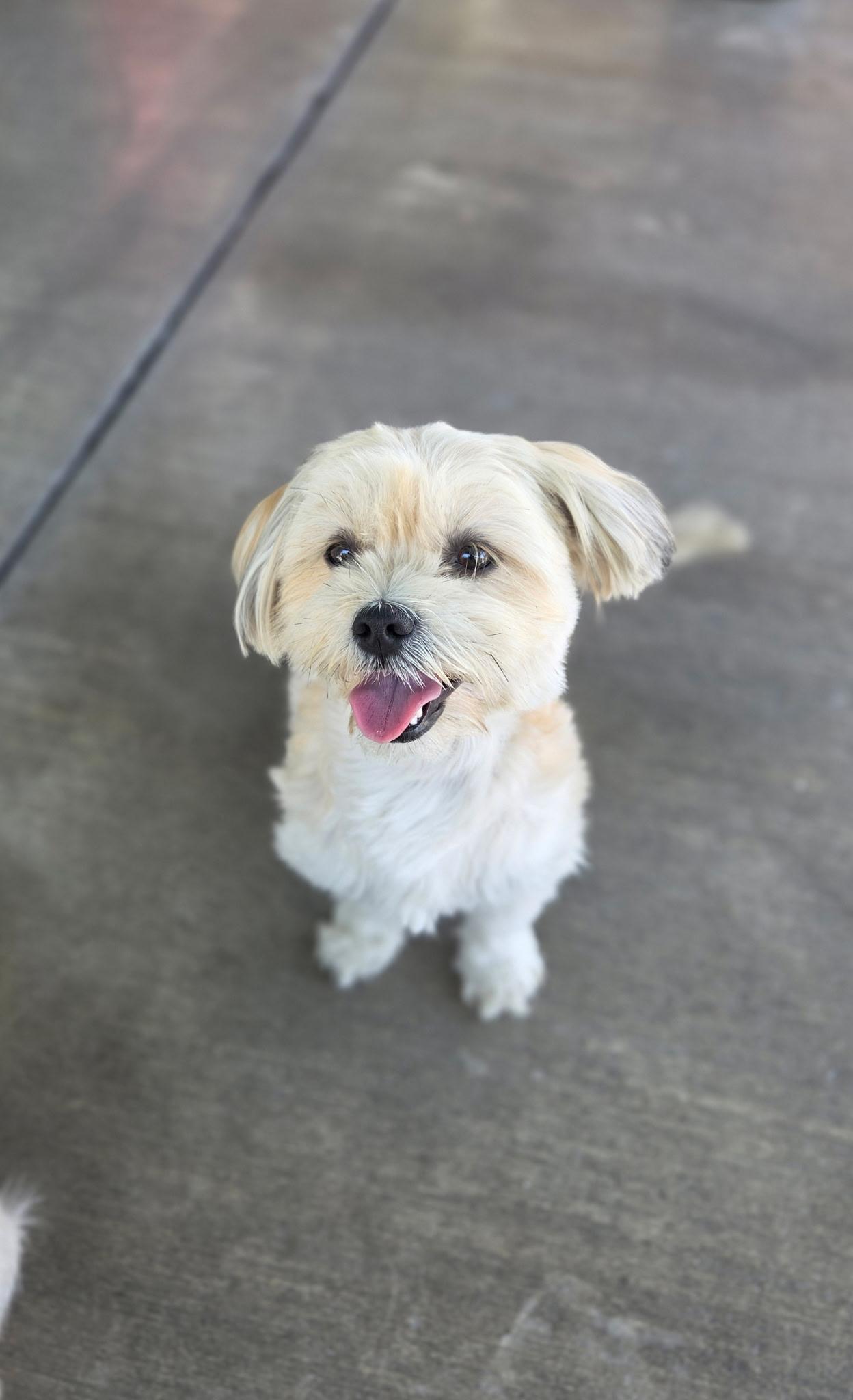 Lilo, a ADOPTABLE mixed breed in Gardena, CA image 2/3