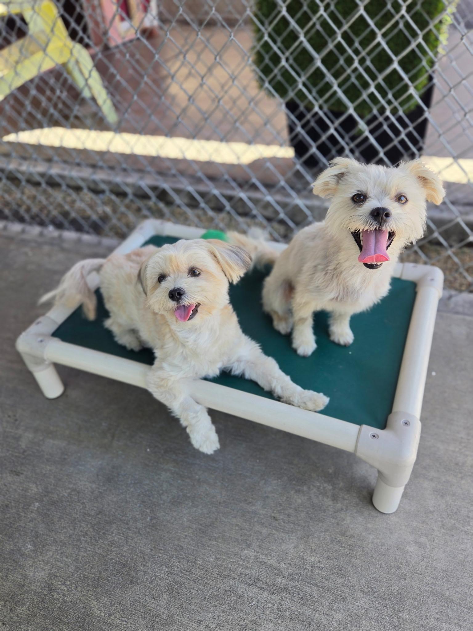 Lilo, a ADOPTABLE mixed breed in Gardena, CA image 3/3
