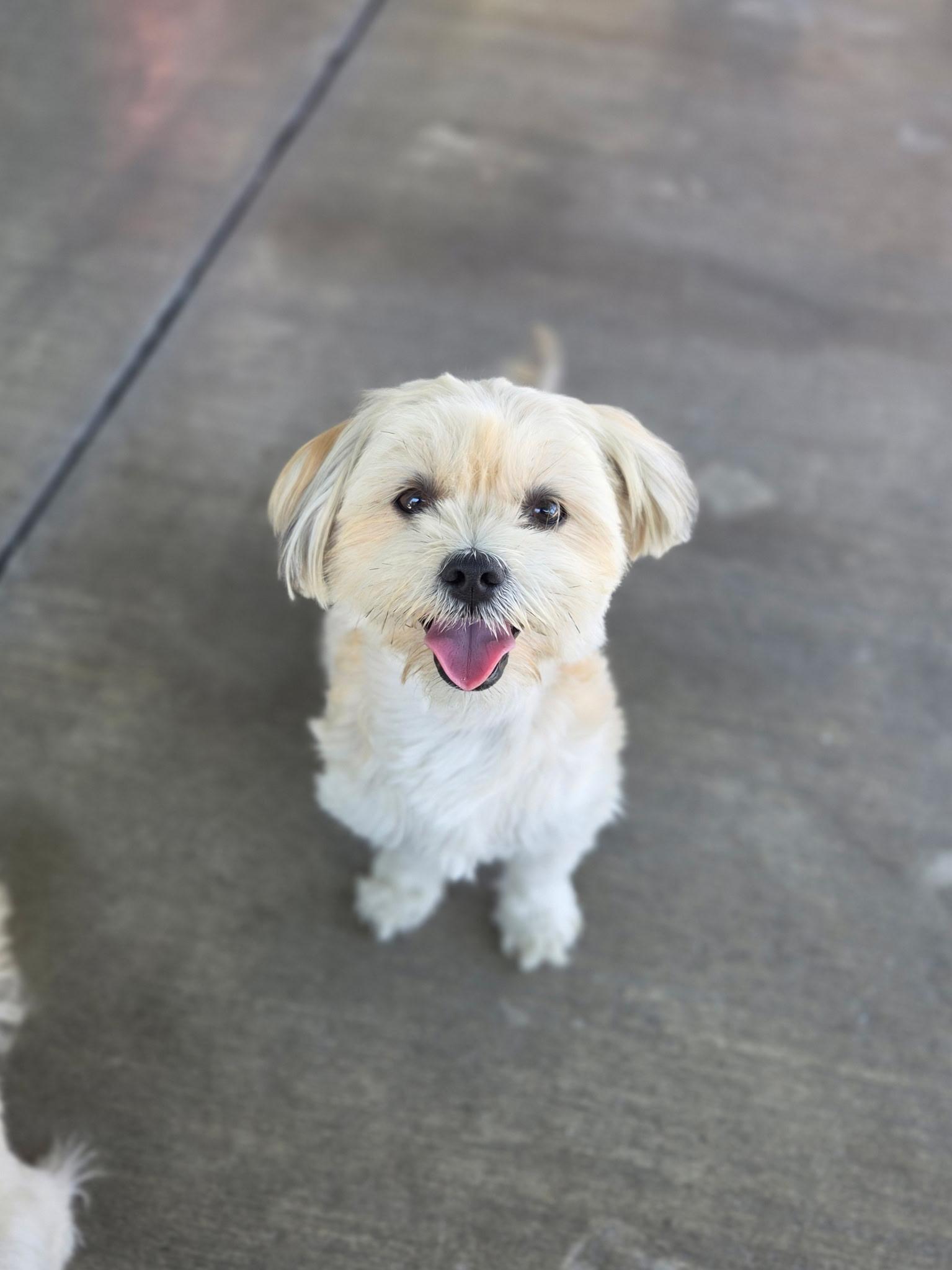 Lilo, ADOPTABLE, Young Female Shih Tzu.