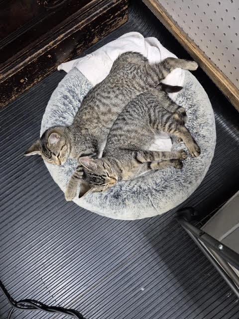 Enlarge Ice Cream (bonded with Sushi), a Adopted mixed breed in Pickering, ON image 3/3