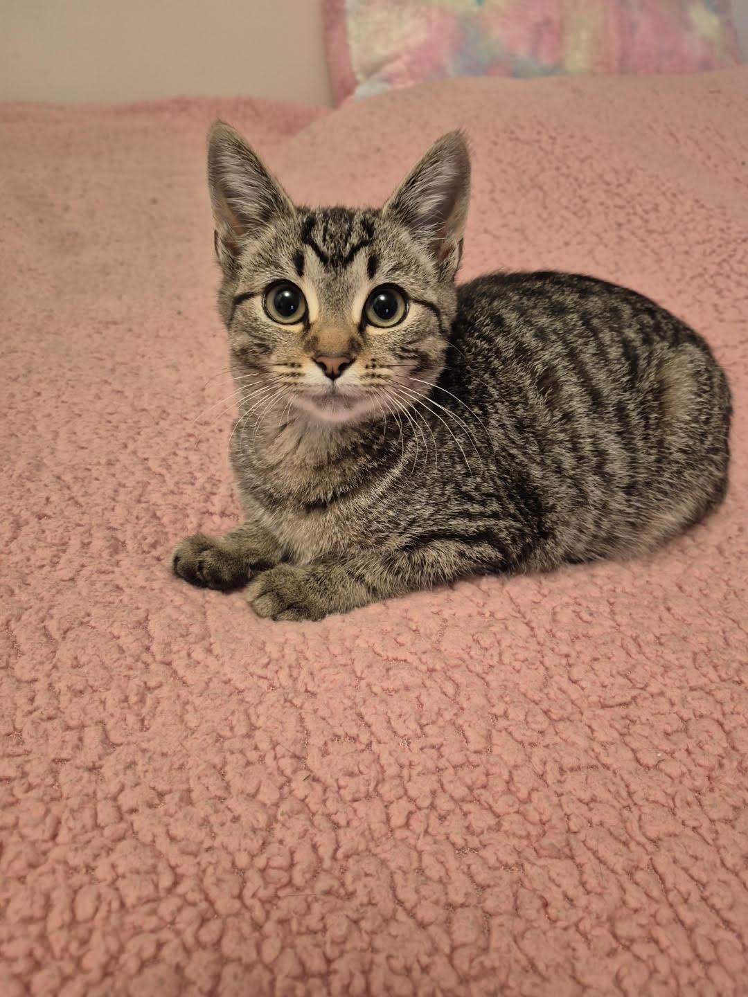 Enlarge Ice Cream (bonded with Sushi), a Adopted mixed breed in Pickering, ON image 1/3