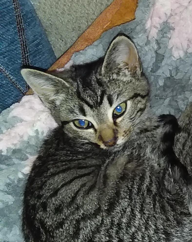 Enlarge Ice Cream (bonded with Sushi), a Adopted mixed breed in Pickering, ON image 2/3