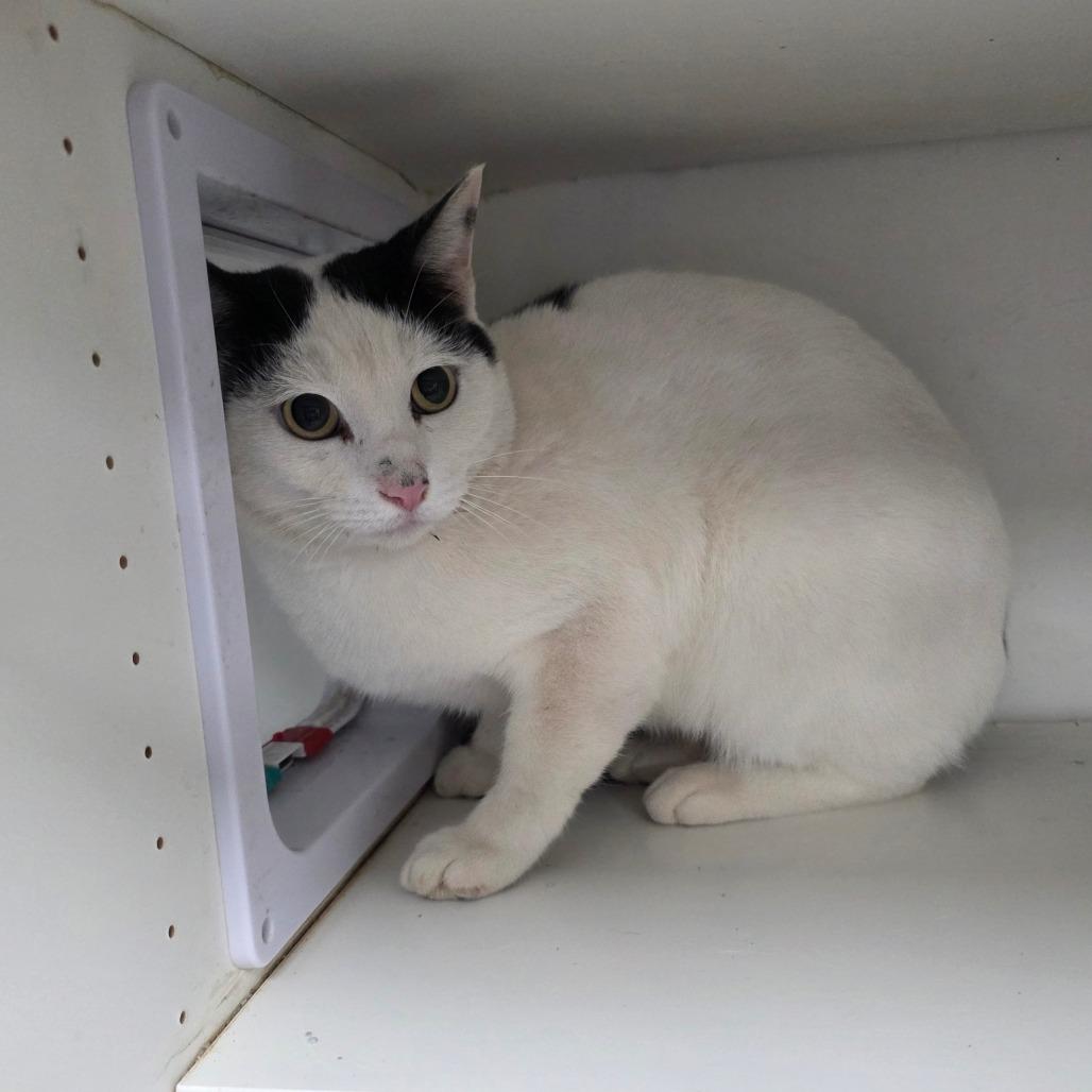 Enlarge Snow, a Adoptable Domestic Short Hair in Duncan, OK image 1/4