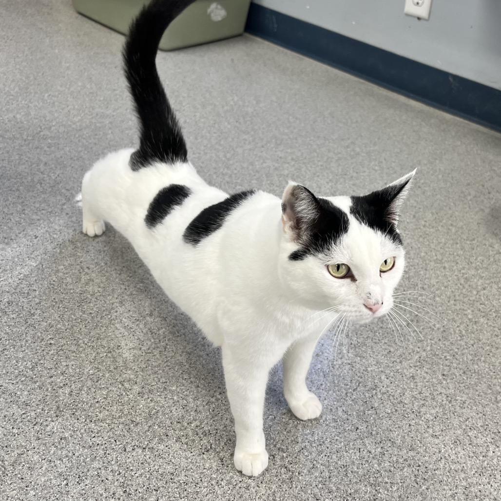 Enlarge Snow, a Adoptable Domestic Short Hair in Duncan, OK image 2/4