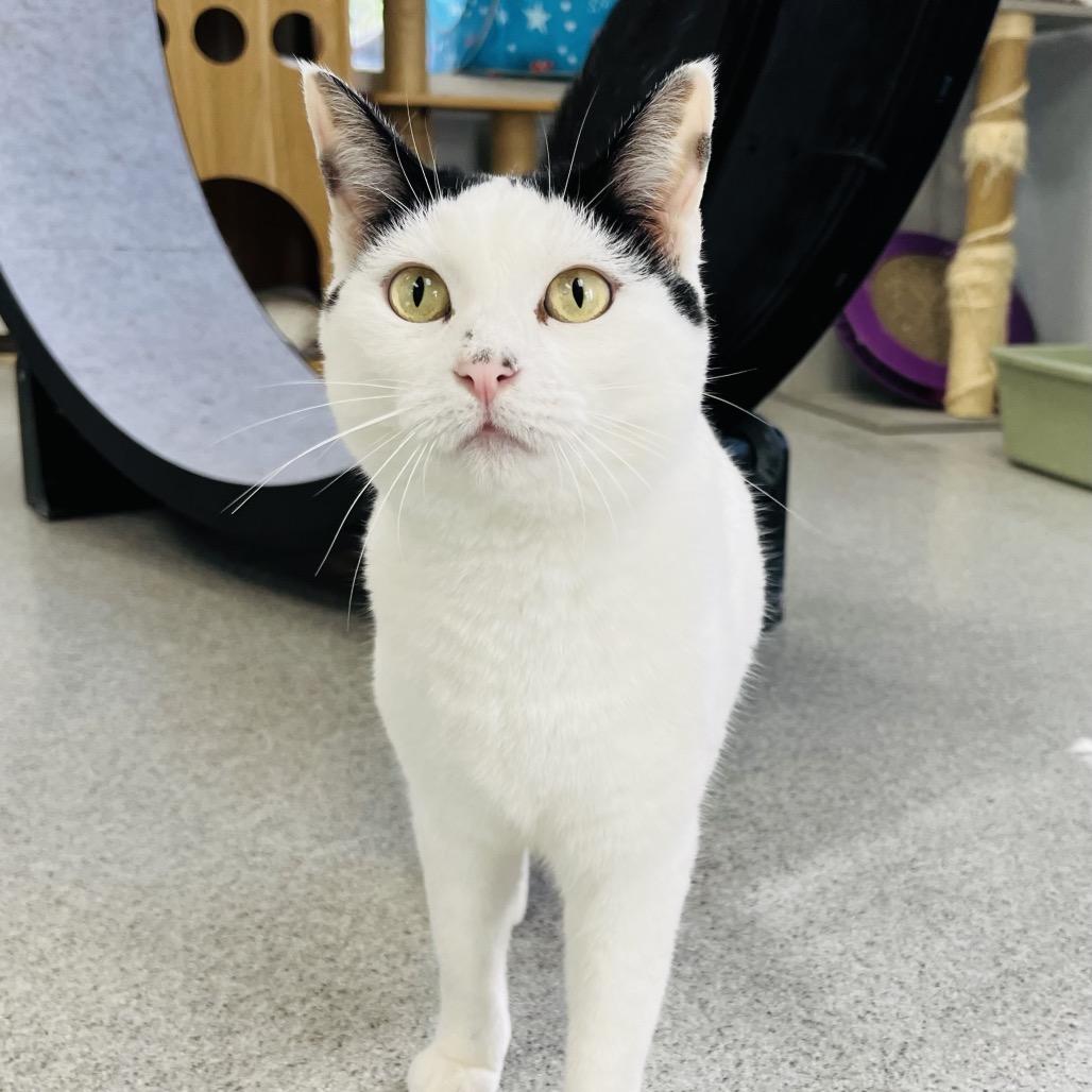 Enlarge Snow, a Adoptable Domestic Short Hair in Duncan, OK image 4/4