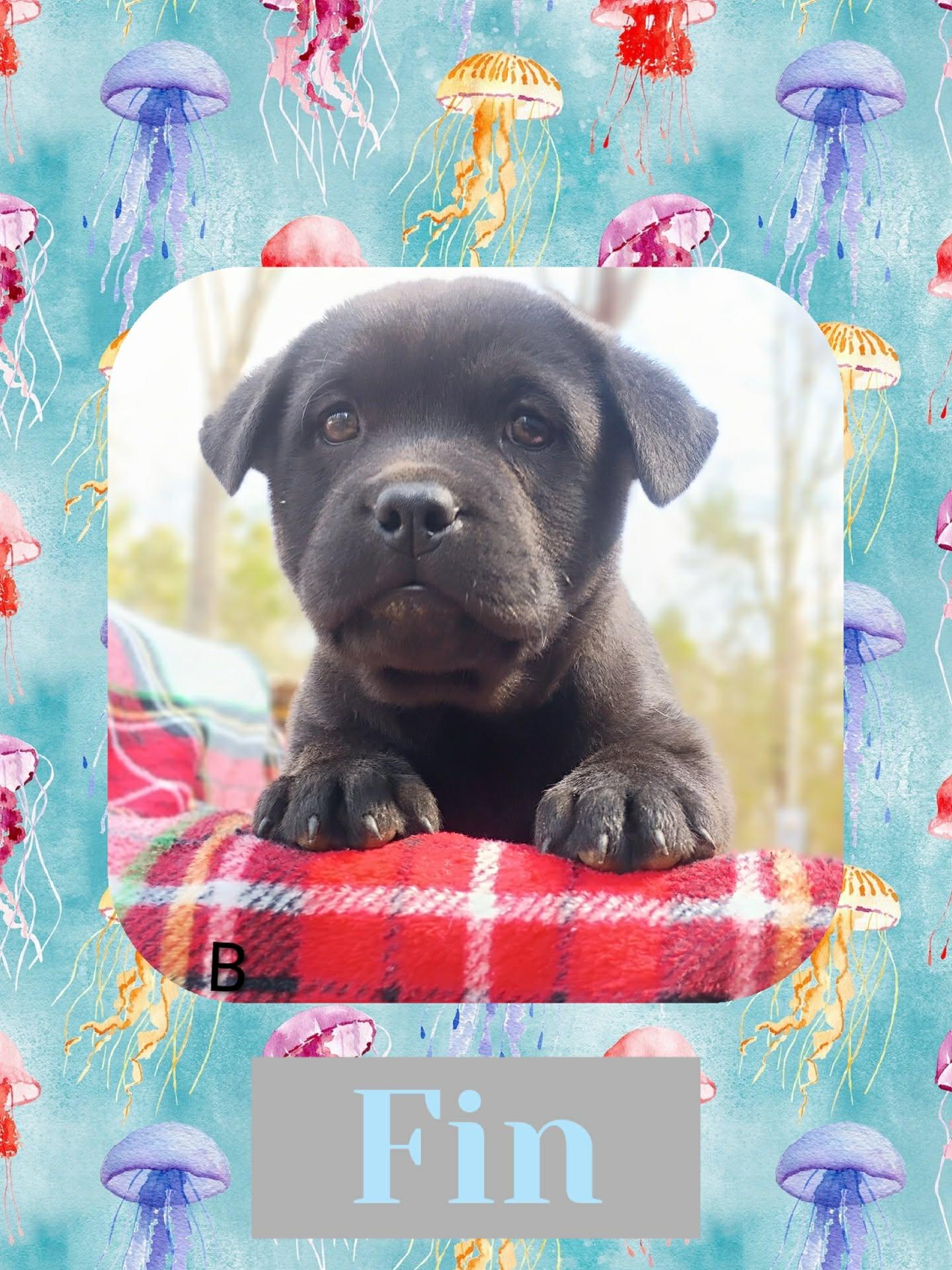Fin, adopted, Puppy Male Labrador Retriever.