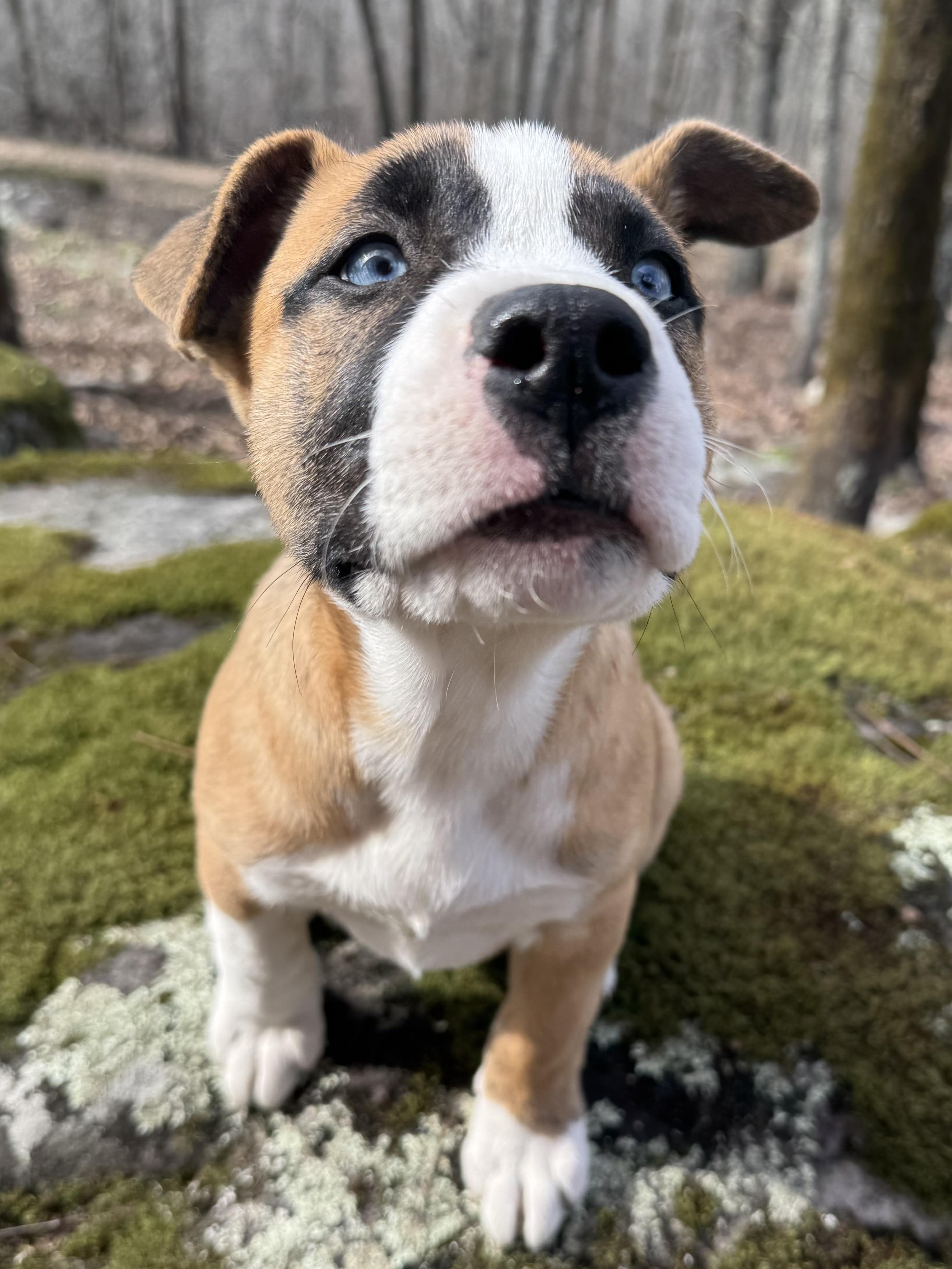 Enlarge Ayla, an adopted mixed breed in Calera, AL image 3/6