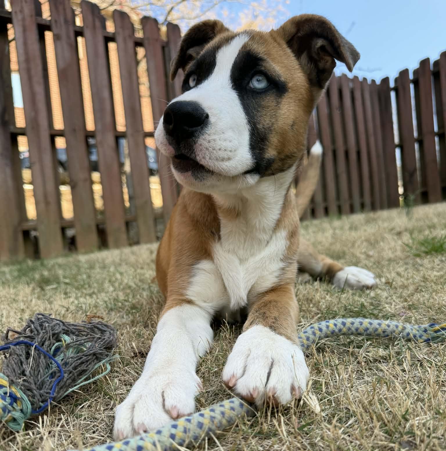 Enlarge Ayla, an adopted mixed breed in Calera, AL image 6/6