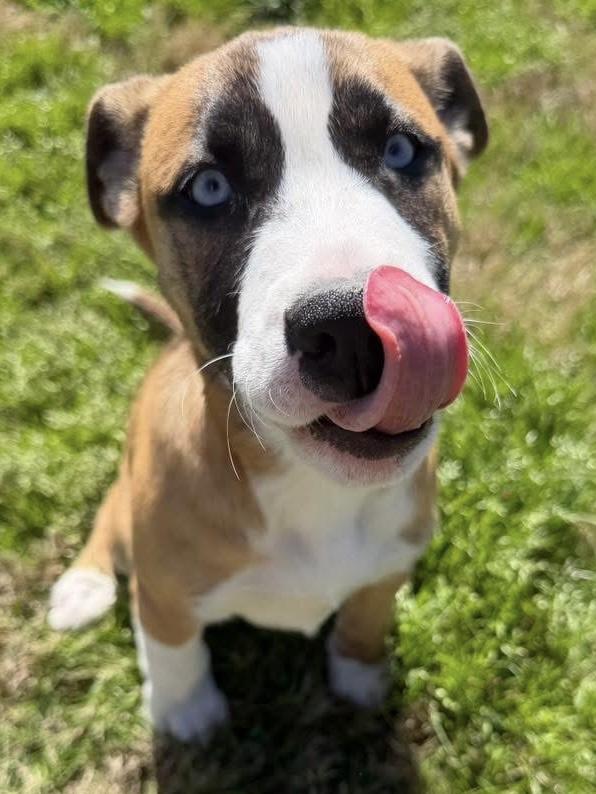 Enlarge Ayla, an adopted mixed breed in Calera, AL image 2/6