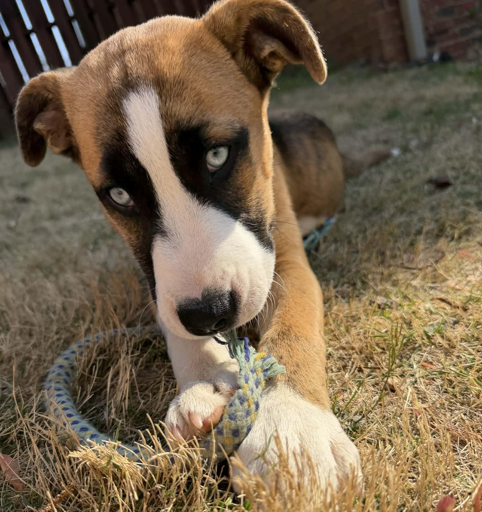 Enlarge Ayla, an adopted mixed breed in Calera, AL image 5/6