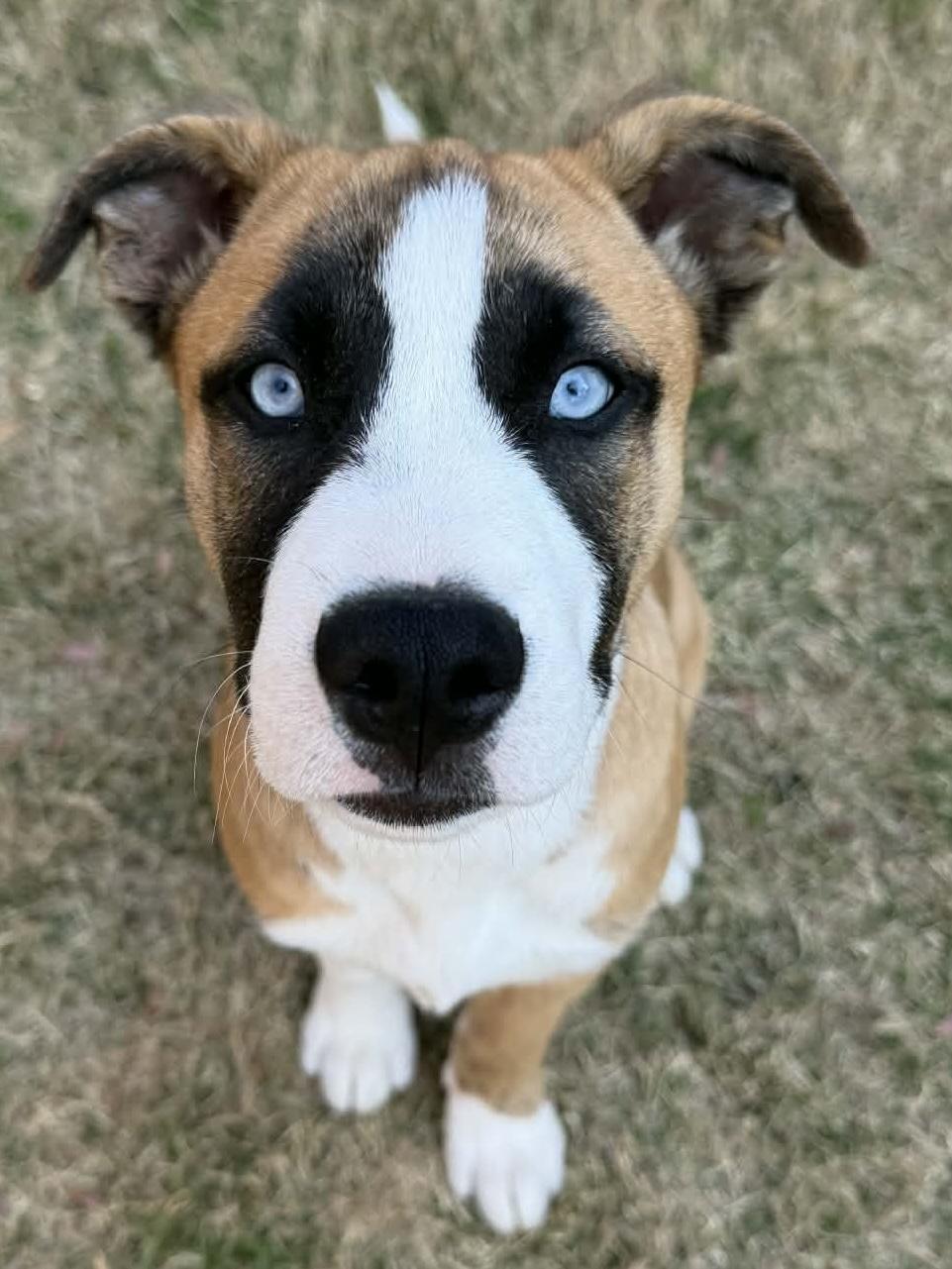 Enlarge Ayla, an adopted mixed breed in Calera, AL image 1/6