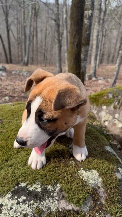 Enlarge Ayla, an adopted mixed breed in Calera, AL video 4/6