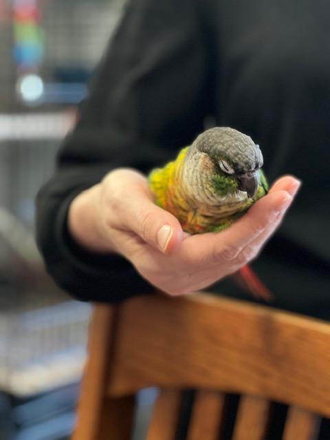 Enlarge Buddy (Wasilla), an adopted Conure in Anchorage, AK image 5/5