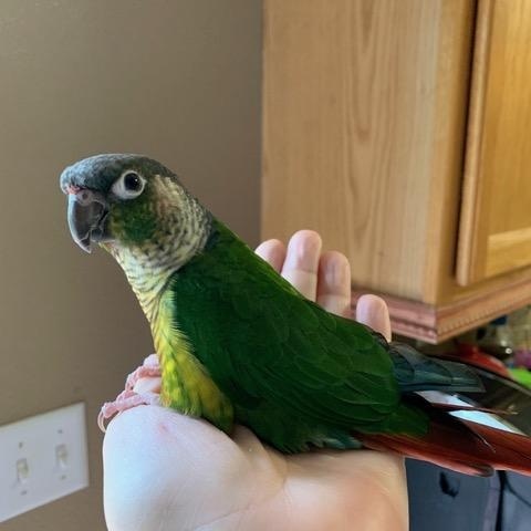 Enlarge Buddy (Wasilla), an adopted Conure in Anchorage, AK image 3/5