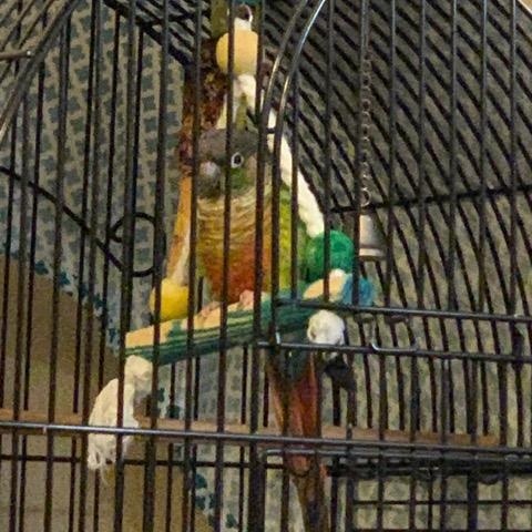 Enlarge Buddy (Wasilla), an adopted Conure in Anchorage, AK image 2/5