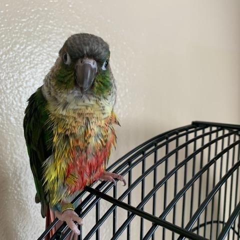 Buddy (Wasilla), adopted, Adult Female Conure.