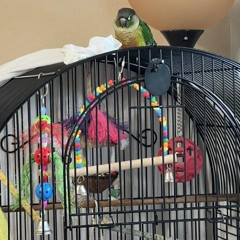 Enlarge Buddy (Wasilla), an adopted Conure in Anchorage, AK image 4/5