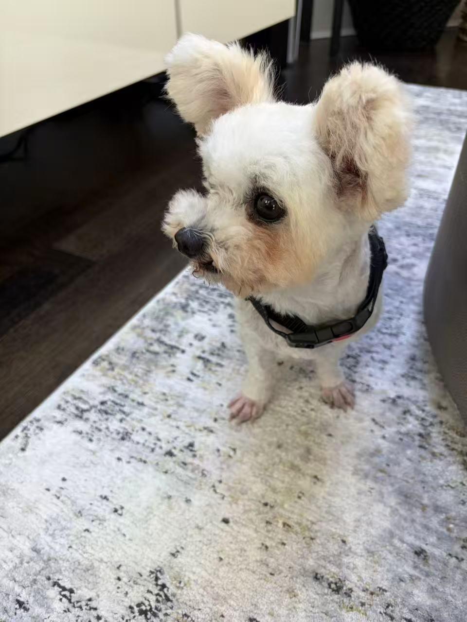 Enlarge Louie, a Adoptable Bichon Frise in Markham, ON image 2/4