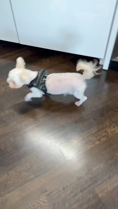 Enlarge Louie, a Adoptable Bichon Frise in Markham, ON video 4/4