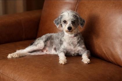 Tilly, Adoptable, Adult Female Schnauzer & Mixed Breed.